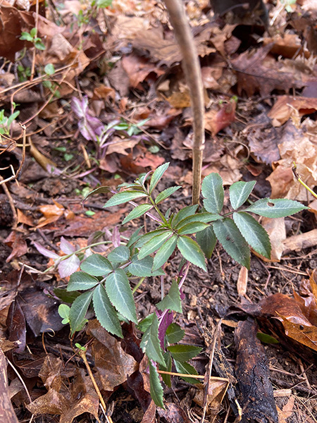 የአሜሪካ Elderberry