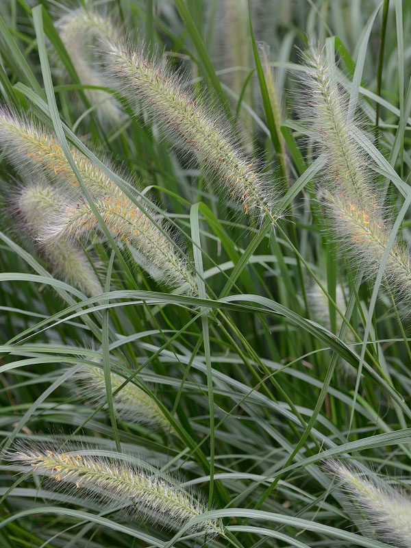 ምንጭ ሣር (Chenchrus purpurascens)