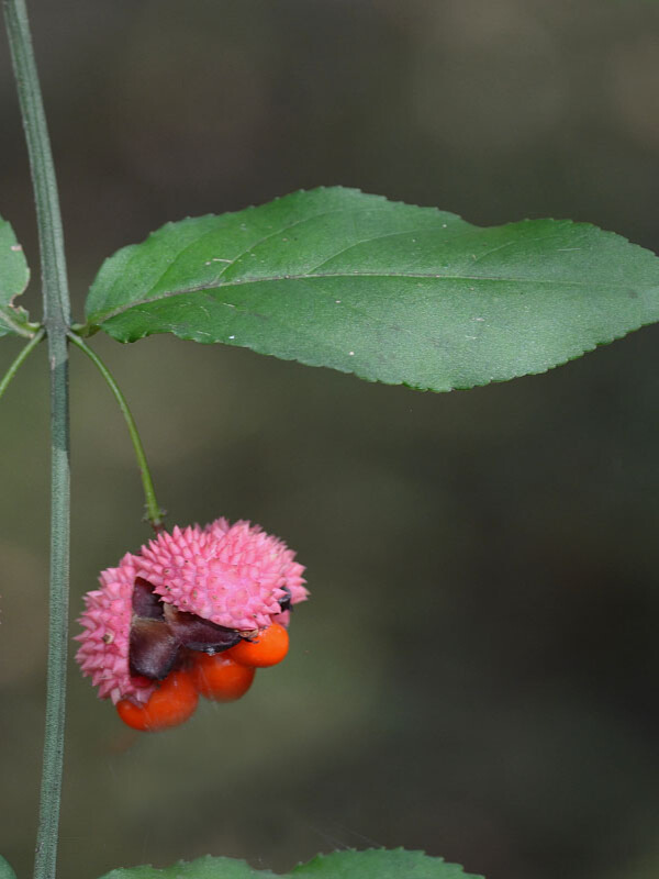 እንጆሪ ቁጥቋጦ (Euonymus americanus)