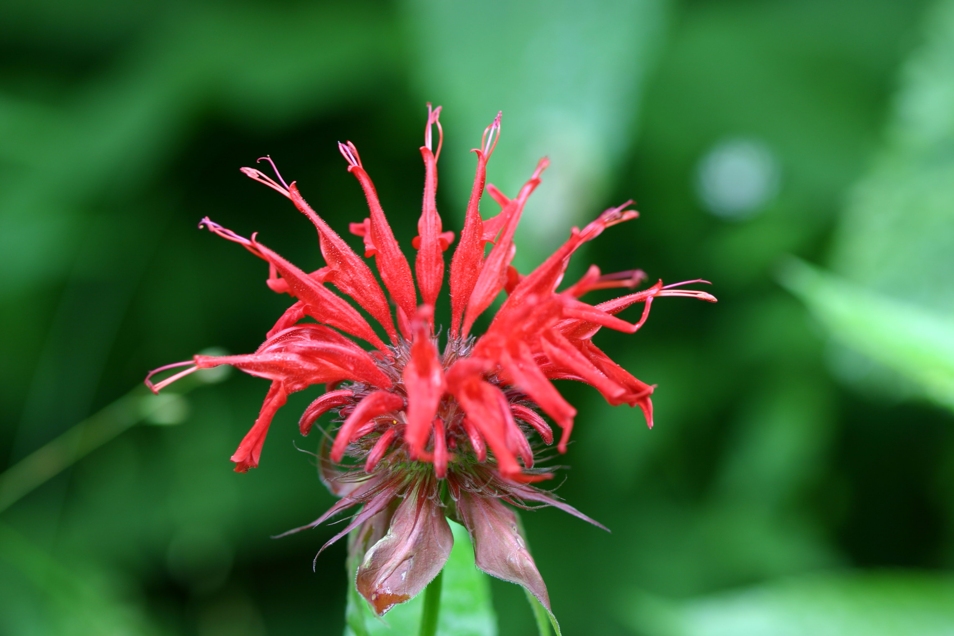 Scarlet Beebalm ያብባል