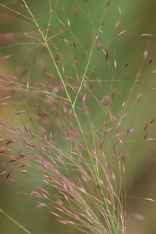 ሮዝ ሙሃሊ ሣር (Muhlenbergia capillaris)