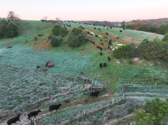 ተዘዋዋሪ ግጦሽ