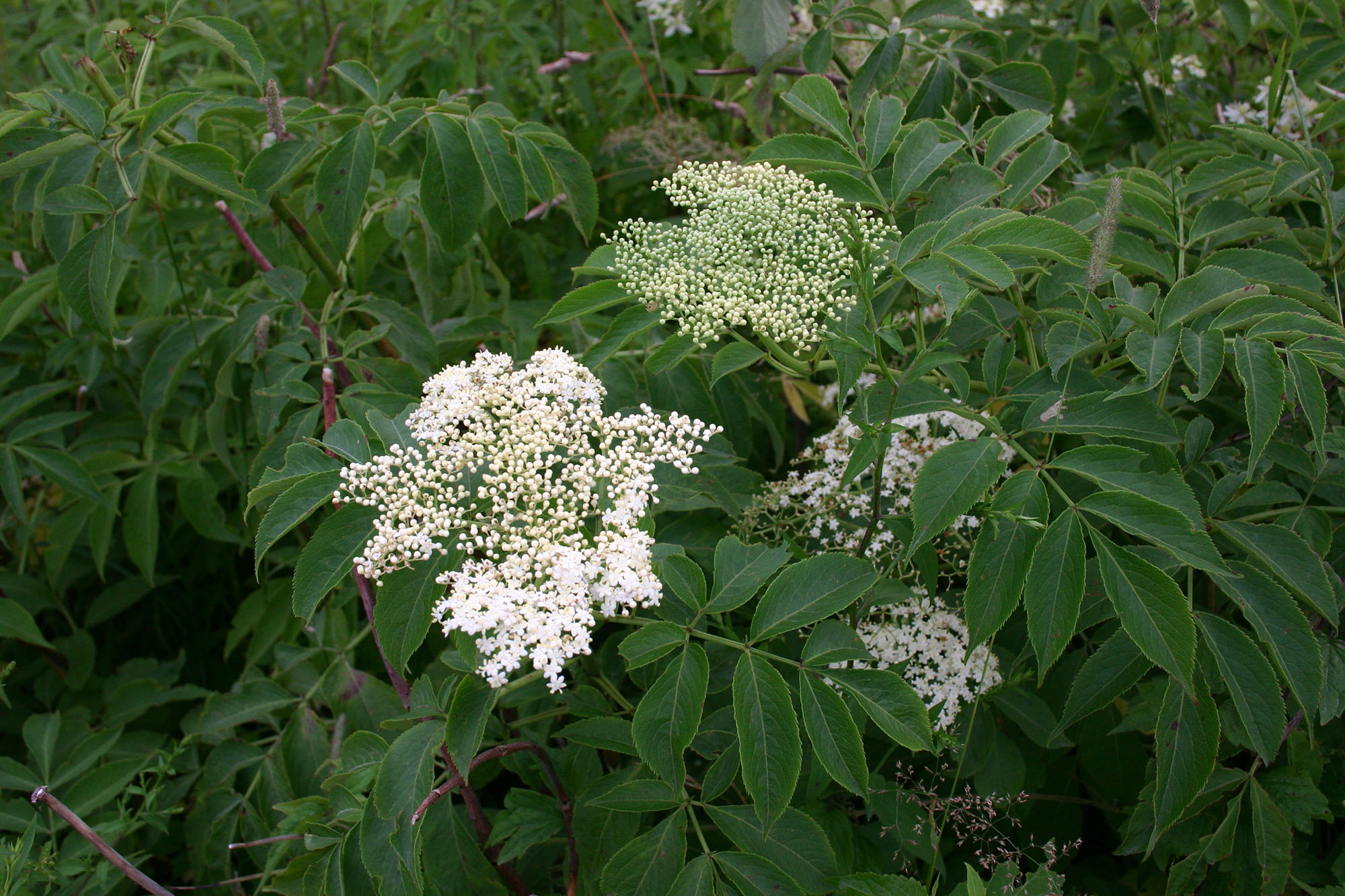 ቀይ Elderberry ነጭ አበባ