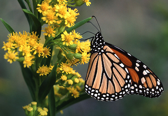 Solidago ላይ ቢራቢሮ