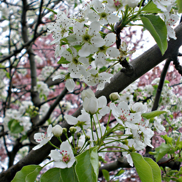 ወራሪ ዝርያዎች