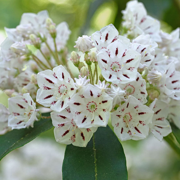 የአገሬው ተክሎች