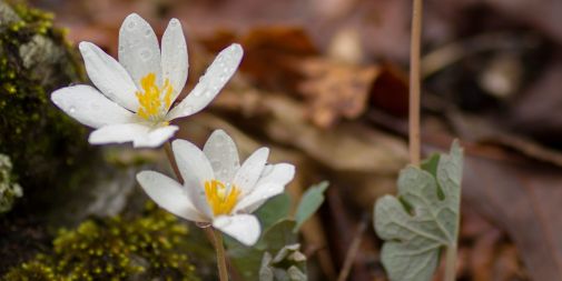 bloodroot photo