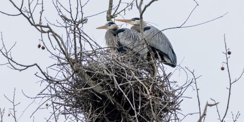 pic of great blue heron nest