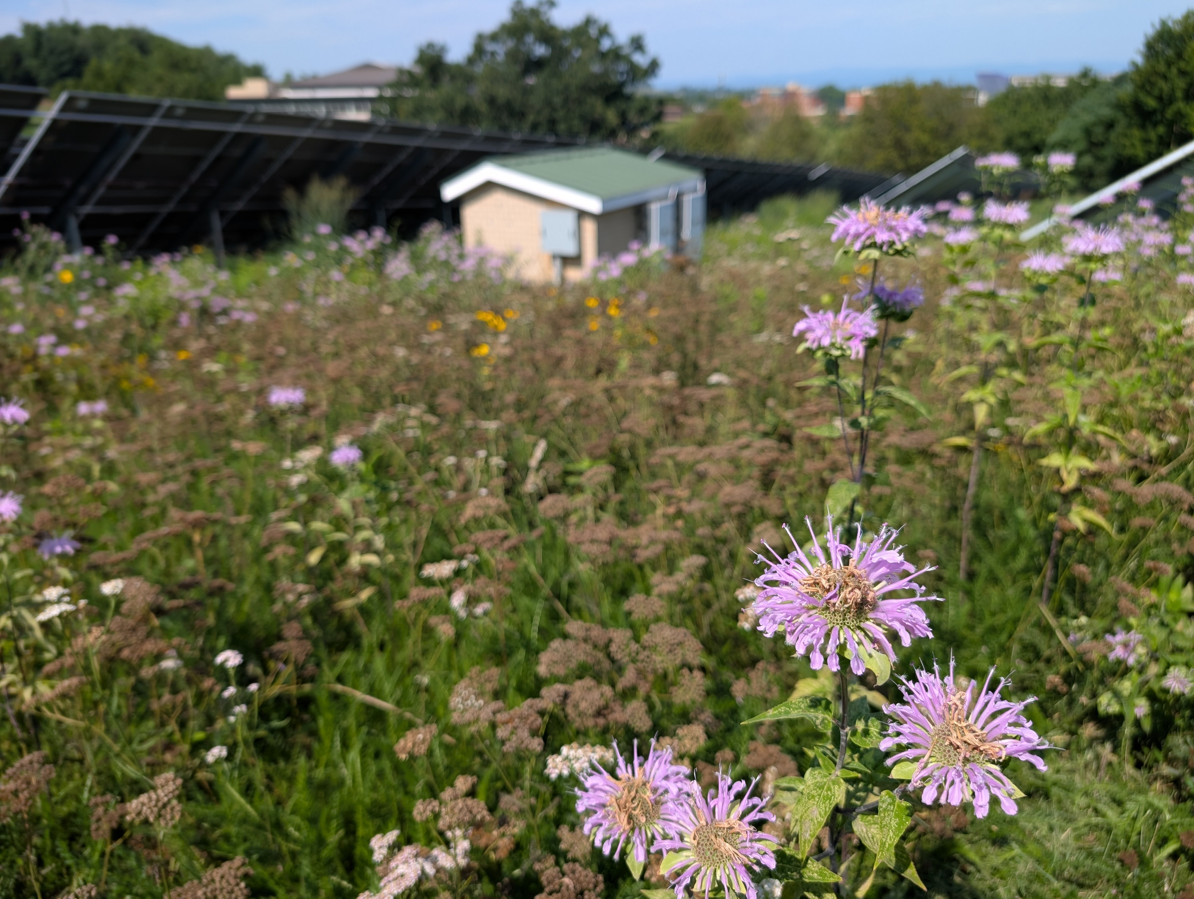 JMU Solar facility wildflowers year two photo JMU Solar facility wildflowers year two