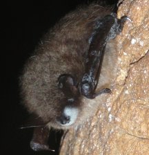 myotis bat w/ ነጭ አፍንጫ