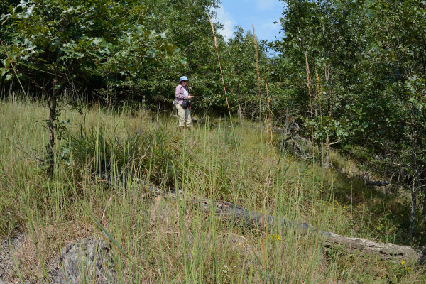 የ ultramafic woodland ፎቶ