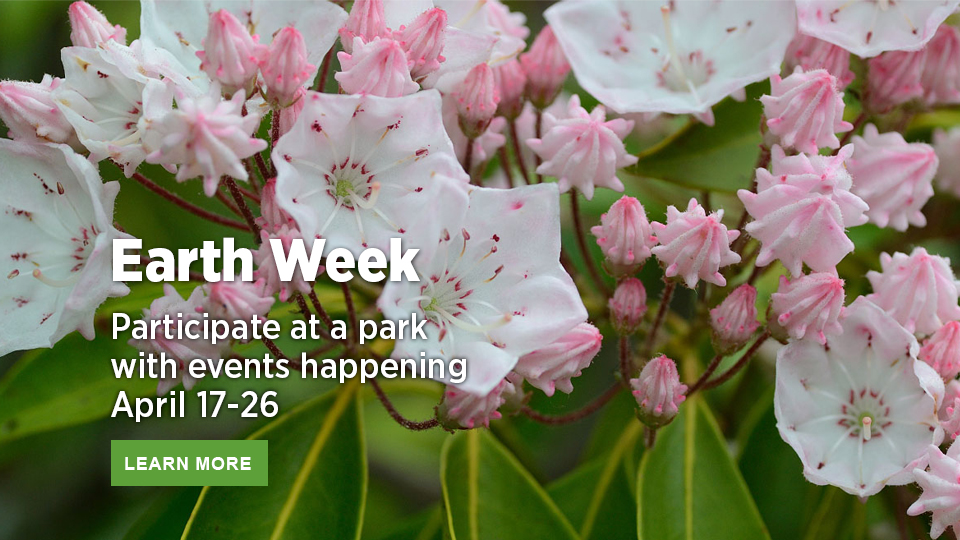 Celebrate Earth Week at a Virginia State Park earth week mountain laurel